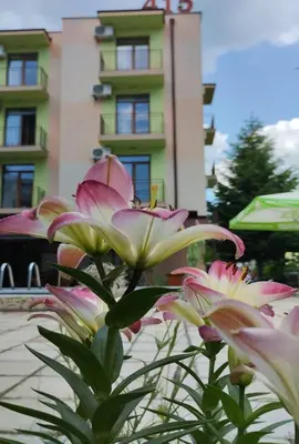 a bouquet of pink flowers in front of a building at Hotel 415 in Sunny Beach