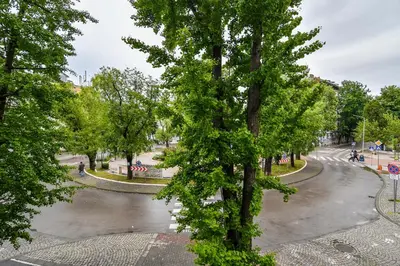 a tree in the middle of a street at City center 2BR next to Sea in Varna City