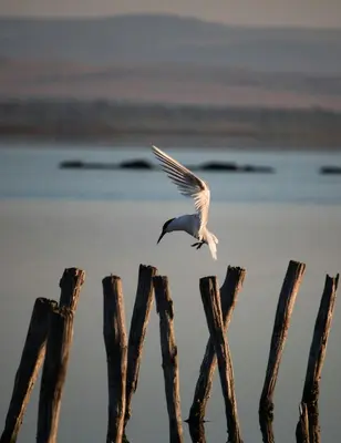 a bird is flying over the water at Cosher Gardenia Palace Apt 6 Free Parking in Pomorie