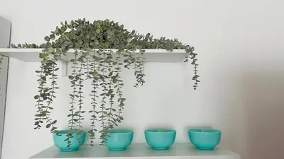 a shelf with four blue bowls and a plant at ASTORIA II Apartment 54 One Bedroom in Elenite