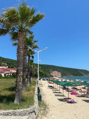 a row of palm trees on a beach next to the water at ASTORIA II Apartment 23 One Bedroom in Elenite