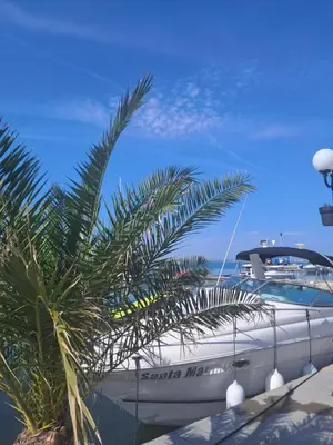 a boat is docked next to a palm tree at Yacht Port apartment #sea view# in Sveti Vlas