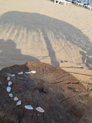 a tree stump on the beach with a kite at Allure by the Sea in Primorsko