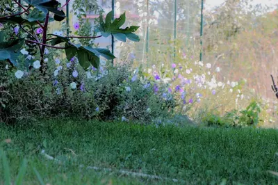 a garden with purple and white flowers in the grass at Tangra Guest House in Arapya