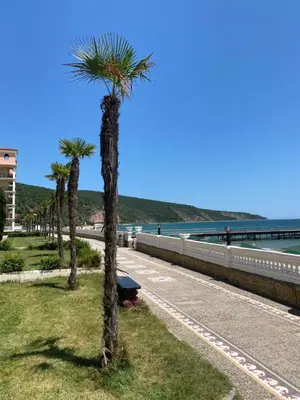 a palm tree on the side of a road at ANDALUSIA BEACH A602 Elenite in Burgas City
