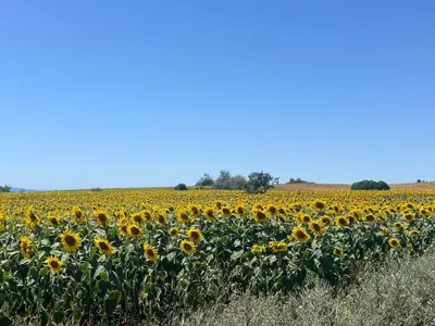 a large field of sunflowers on a sunny day at Deluxe Apartment with Sea View Vineyard Spa Resort Aheloy in Aheloy