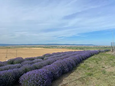 a rows of purple flowers in a field at Deluxe Apartment with Sea View Vineyard Spa Resort Aheloy in Aheloy