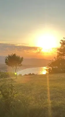 a tree in a field with the sunset in the background at Summer Mood, Forest Feeling in Sozopol in Sozopol