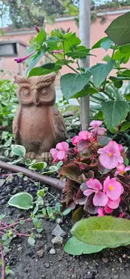 a statue sitting next to some pink flowers at Victoria guest house in Obzor