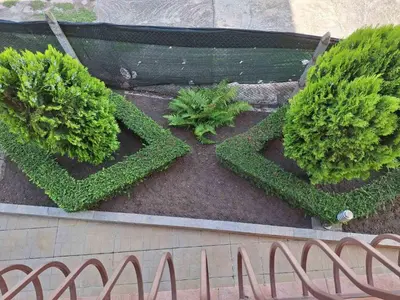 a group of green plants on the side of a building at Къща за гости Авеню in Ravda