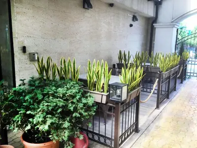 a group of potted plants in a room at Apart-Hotel Panorama Sea LUX in Primorsko
