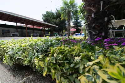 a hedge of plants and purple flowers next to a building at Atlantic Complex Ravda in Ravda