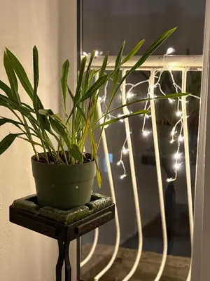 a potted plant sitting on a table next to a window at Уютная квартира рядом с центром Бургаса in Burgas City