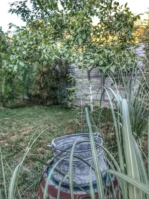 a garden with an old barrel in the grass at Боровата къща in Varna City