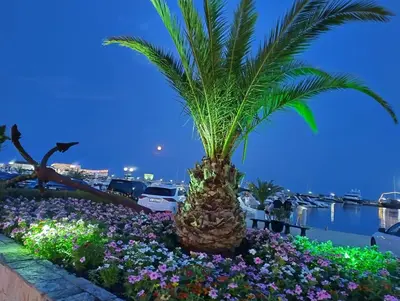 a palm tree in a flower bed in a harbor at Dolche Vita 2, Banana Tree Stay in Sveti Vlas