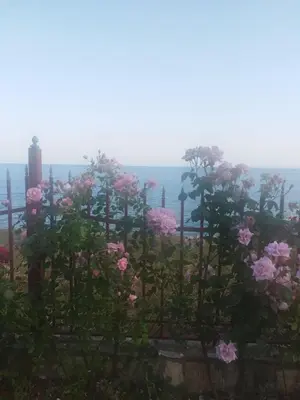 a garden with pink roses on a fence at Fort Noks Grand Resort Wave&Dreams in Sveti Vlas