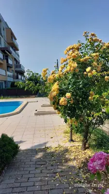 a tree with yellow flowers next to a swimming pool at Апартамент Феличита in Byala