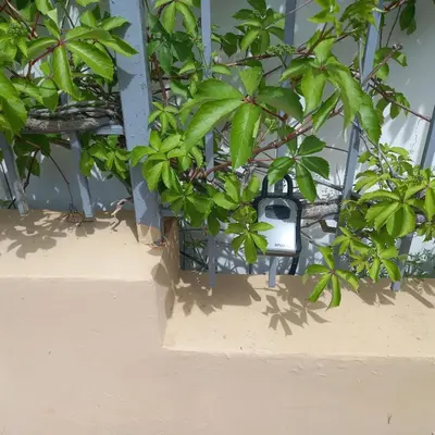 a bunch of green plants on a wall at Home Comfort in Sunny Beach