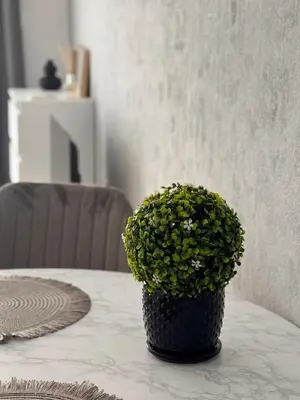 a plant in a black pot sitting on a table at Studio Sea Breeze Sveti Vlas ap58 in Sveti Vlas