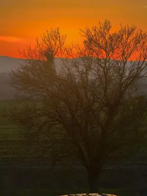 a tree sitting on top of a field at sunset at Sunny day 5 in Tŭnkovo
