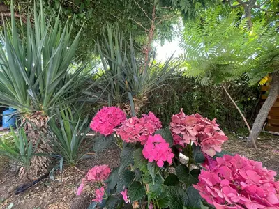 a bunch of pink flowers in a garden at Lozenets Luxury Pool Villa by Lozenetsvillas in Lozenets