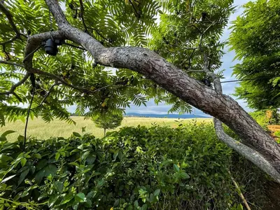 a branch of a tree with a field in the background at Lozenets Luxury Pool Villa by Lozenetsvillas in Lozenets