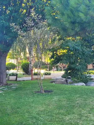 a small tree in the middle of a park at Garden of Eden- MintGarden- Sveti Vlas 1 in Sveti Vlas