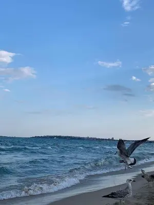 a group of seagulls standing on the beach at Cozy studio in Sanny Beach in Sunny Beach