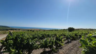 a field of vines with a blue sky in the background at Breathtaking sea view in Byala