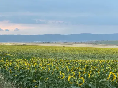 a large field of sunflowers in a field at Villa LUNA in Kableshkovo