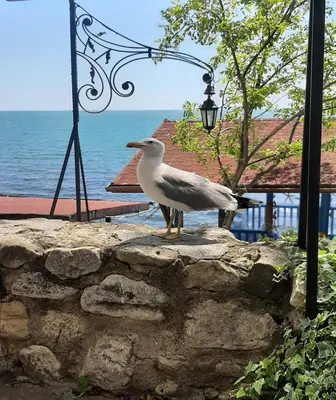 a bird standing on a stone wall near the water at Atlantis 8016 in Burgas City