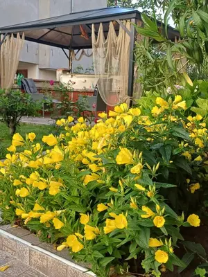 a bunch of yellow flowers in a garden at Dom Zaharievi in Byala