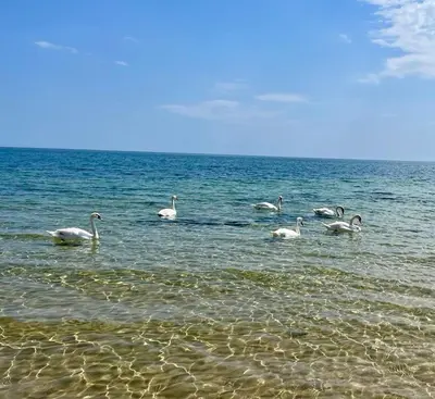 a group of swans swimming in the water at Apartments Bellevue in Ravda