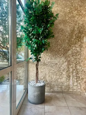 a tree in a pot next to a window at Family Hotel Kontesa in Lozenets