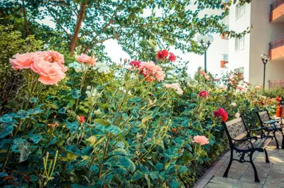 two benches in a garden with pink roses at Riviera Fort Beach Apartments in Ravda