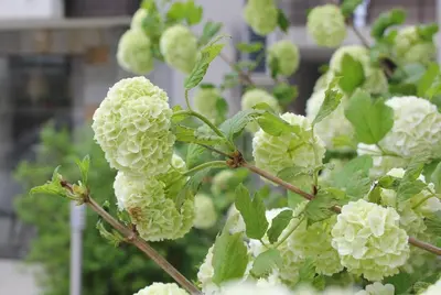 a bunch of white flowers on a tree at The chill House in Sunny Beach in Sunny Beach