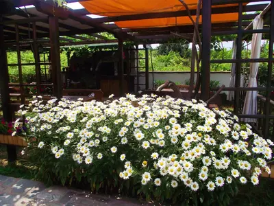 a large pile of white flowers on a table at Lozyata Guest House in Obzor