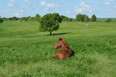 a brown horse laying in the grass in a field at Vis Velika in Velika