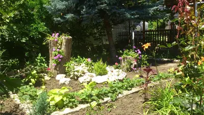 a garden with flowers and plants in a yard at Guest House Byki in Sveti Vlas