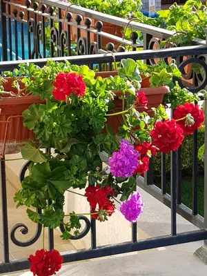 a bunch of flowers hanging from a fence at Boulevard Sea Residence in Sunny Beach