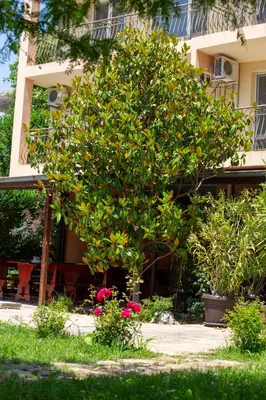 a large orange tree in front of a building at Family Hotel Magnolia, Sunny Beach in Sunny Beach