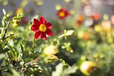 a red and yellow flower in a garden at Hotel Milan in Primorsko