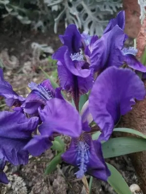 a bunch of purple flowers in the dirt at Hotel Trakia Garden in Sunny Beach