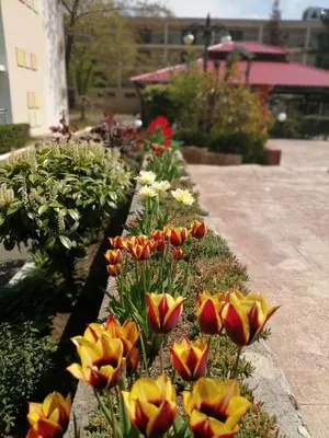 a garden of flowers with yellow and red tulips at Hotel Trakia Garden in Sunny Beach