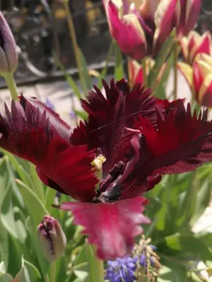 a red flower with a bee on top of it at Hotel Trakia Garden in Sunny Beach