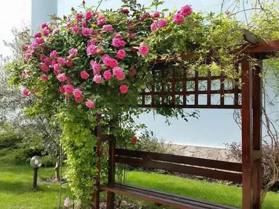 a wooden pergola with pink flowers on it at Yassen Holiday Village in Sunny Beach