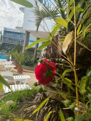 a red flower on a plant in front of a building at Hotel Kamenec in Kiten