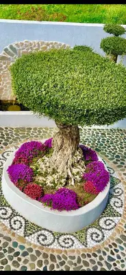 a bonsai tree in a pot with purple flowers at Casa de oro Alma in Sozopol