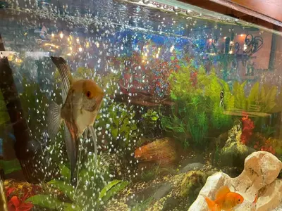 a large aquarium with a fish in it at Sea Horse in Burgas City
