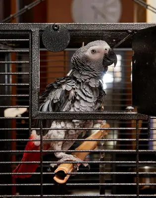 a bird is sitting in a bird cage at Sunny Beach Hotel Forum - All Inclusive in Sunny Beach